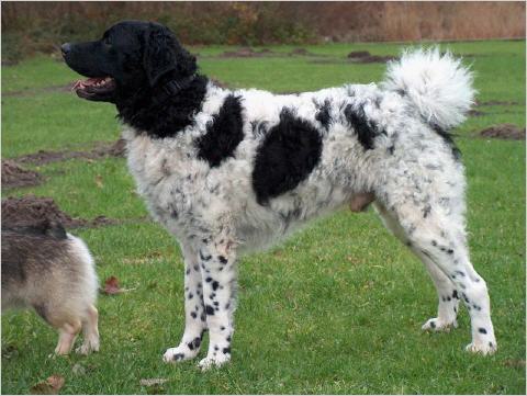 SPANIEL OLANDEZ
